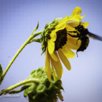 Bumblebee Sunflower Profile WM