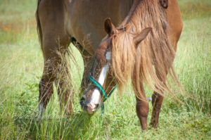 Eye level how to take horse photos