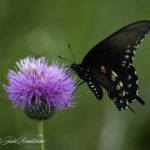 Pipevine Swallowtail Thistle WM