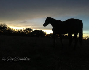 Horse Profile at Sunset Tips How to Take Horse Photos