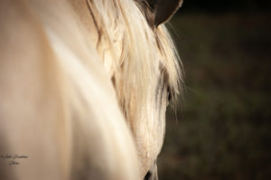 Side profile how to take horse photos