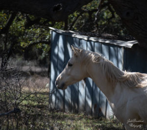 Depth of field How to Take Horse Photos