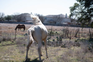 Too much sun. How to Take Horse Photos.