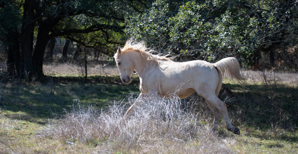 Flashy stallion definition