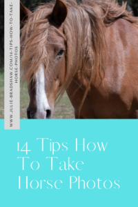 14 Tips How to Take Horse Photos with Link