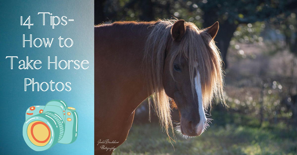 Read more about the article 14 Tips: How to Take Horse Photos