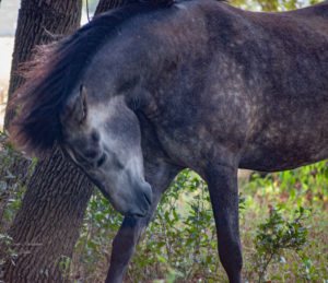 Shoot everything How to Take Horse Photos