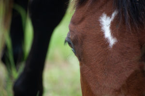 Front of Horse How to Take Horse Photos