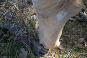 Shoot from Above How to Take Horse Photos