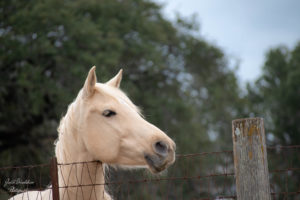 Vibrassae example Train a foal to like touch