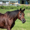 Photo of a Bay Arabian horse with tree shadows in front of a barn