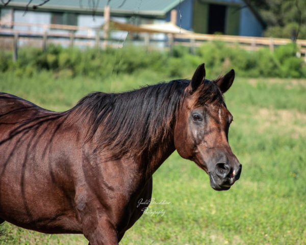 Photo of a Bay Arabian horse with tree shadows in front of a barn