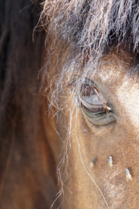 Fly on Horse's Face Train a Foal to Like Touch