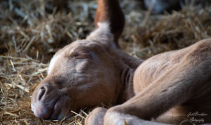 Tails of Fyre newborn foal sleeping