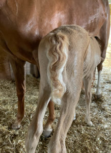 Tails of Fyre:  Newborn Foal tail