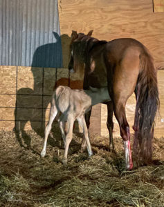 Tails of Fyre:  Newborn foal nursing