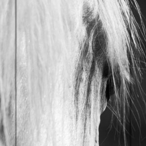 Golden Boy Bookmark B&W