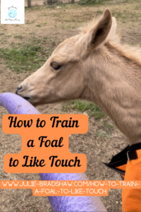 How to Train a Foal to Like Touch