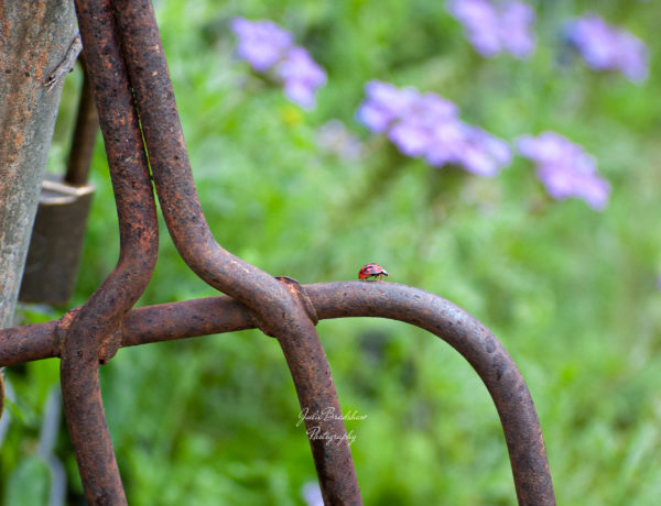 Ladybug on a Pitchfork Wildflowers