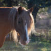 Chestnut horse in pasture with long mane highlighted by sun and bokeh in background