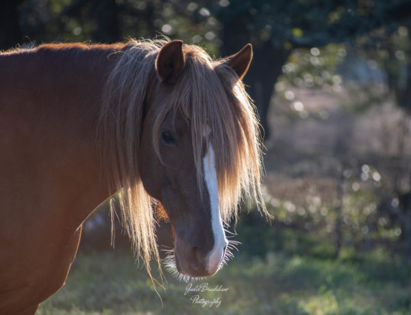 Chestnut horse in pasture with long mane highlighted by sun and bokeh in background