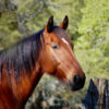 Bay Dutch Warmblood gelding fine art photo