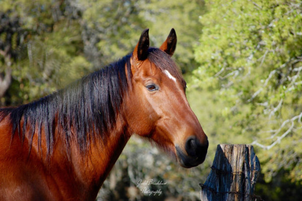 Bay Dutch Warmblood gelding fine art photo