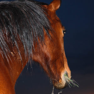 Sunset Snack