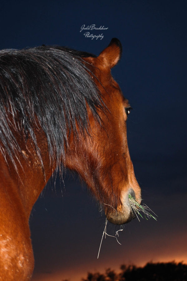 Bay Dutch Warmblood horse photo