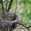 Tiny Bird's Nest in Tiny Tree Photo