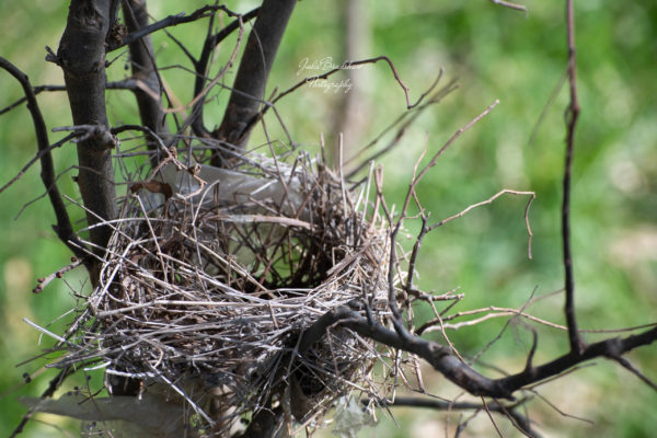 Tiny Bird's Nest in Tiny Tree Photo