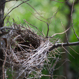 Tiny Peaceful Nest in Tiny Tree Color