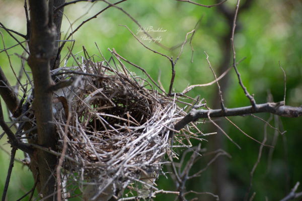 Tiny Peaceful Nest in Tiny Tree Color