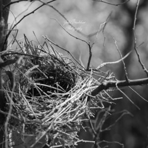 Tiny Peaceful Nest in Tiny Tree B&W