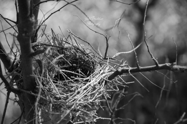 Tiny Peaceful Nest in Tiny Tree photo Black and white