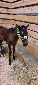 Horse with Pool Noodle Hack for Injured Eye