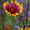 Indian Blanket wildflower photo