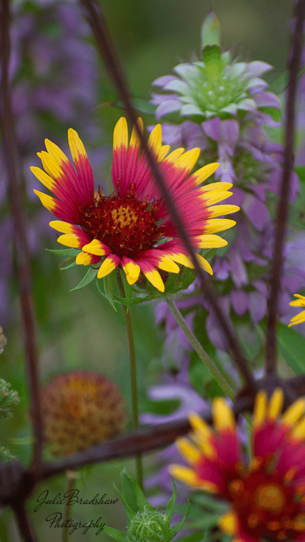 Indian Blanket wildflower photo