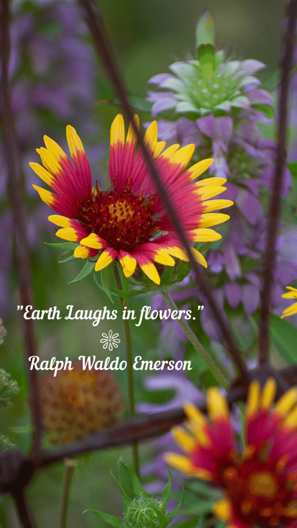 Texas wildflower Indian Blanket photo