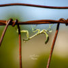 Praying mantis art