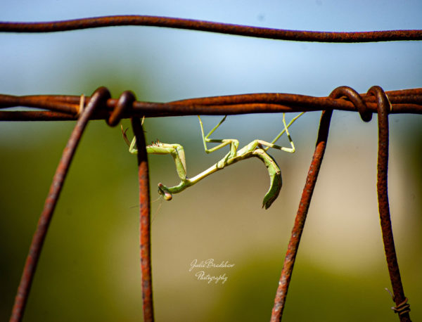 Praying mantis art