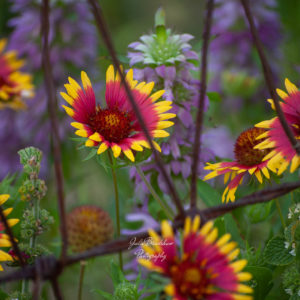 A Blanket of Purple