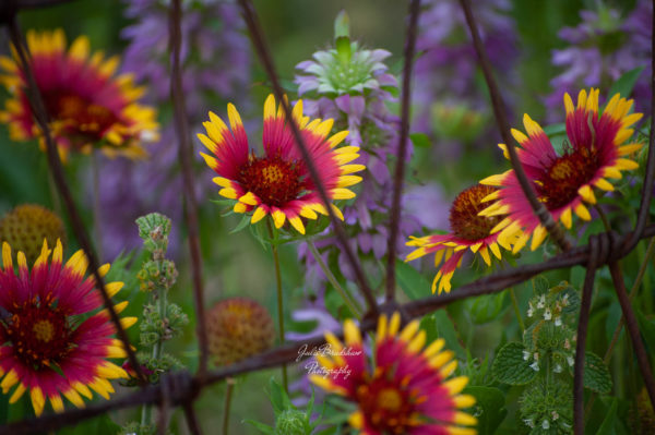 Texas wildflowers photo