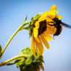 Fine art sunflower photo