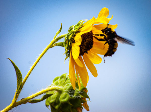 Fine art sunflower photo