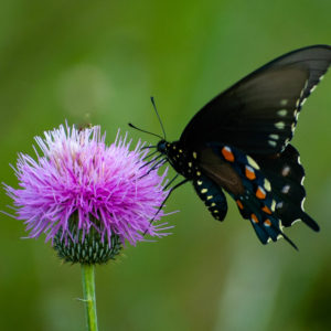 Thistle Swallowtail Greet