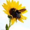 Sunflower Bumblebee White Sky