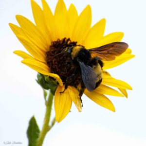 Sunflower and Bumble White Sky