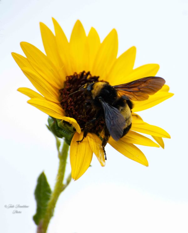 Sunflower Bumblebee White Sky