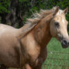 Studmuffin Palomino Horse Julie Bradshaw